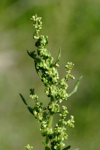 Rumex crispus #1